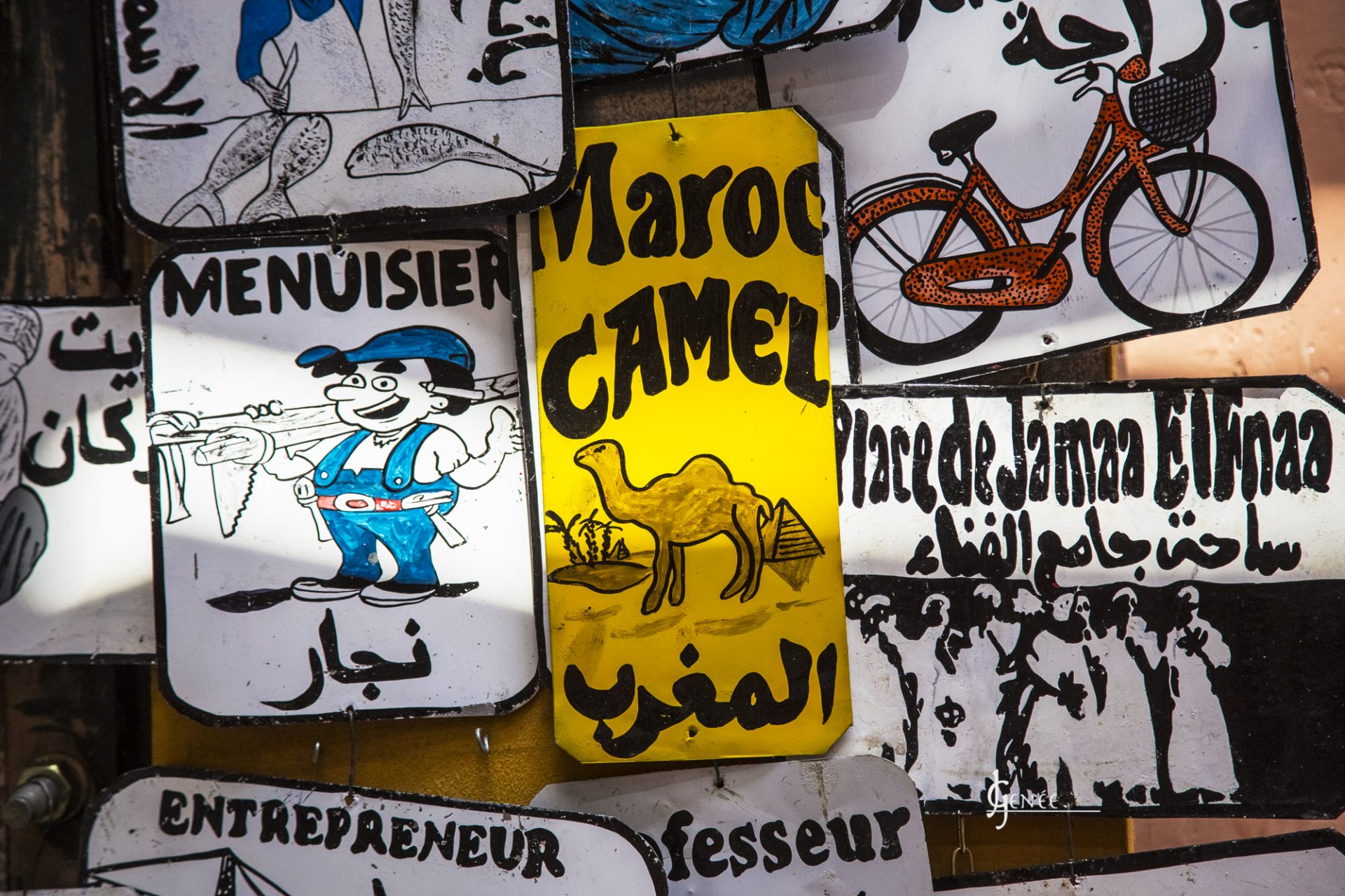 Insolite - maroc camel