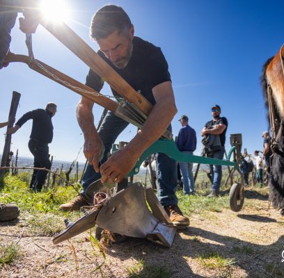 Journée Traction animale