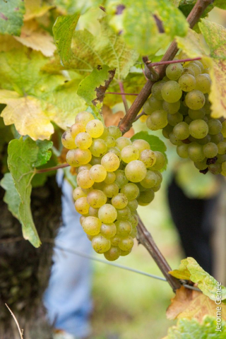 selection livre alsace biodynamie