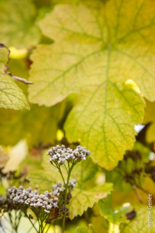 selection livre alsace biodynamie