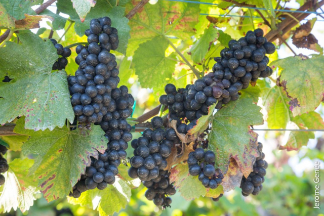 selection livre alsace biodynamie