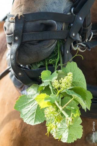 selection livre alsace biodynamie
