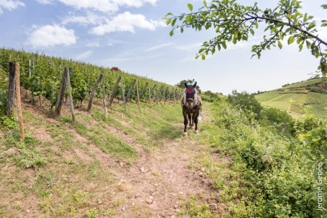 selection livre alsace biodynamie