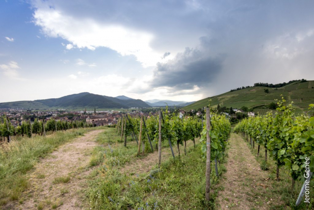 selection livre alsace biodynamie