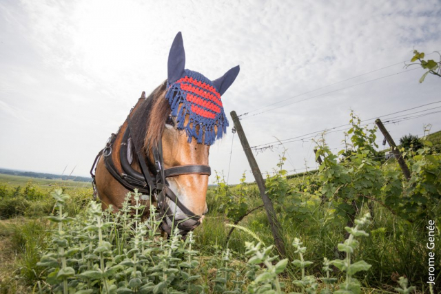 selection livre alsace biodynamie