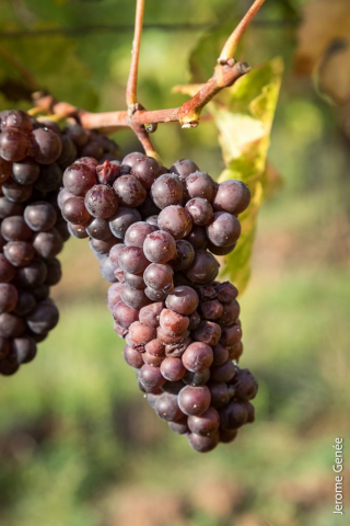 selection livre alsace biodynamie