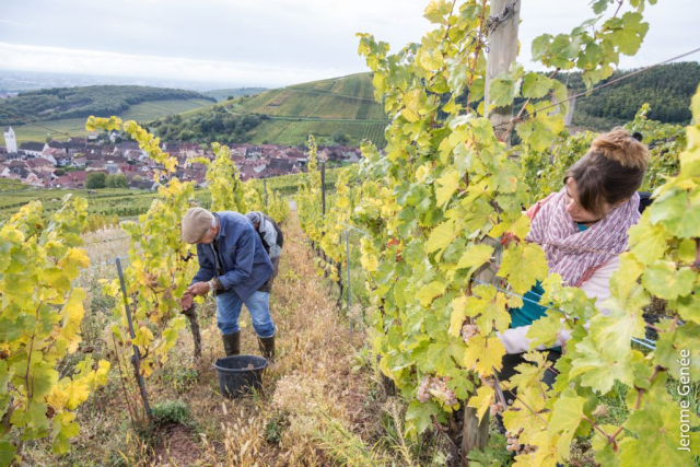 selection livre alsace biodynamie