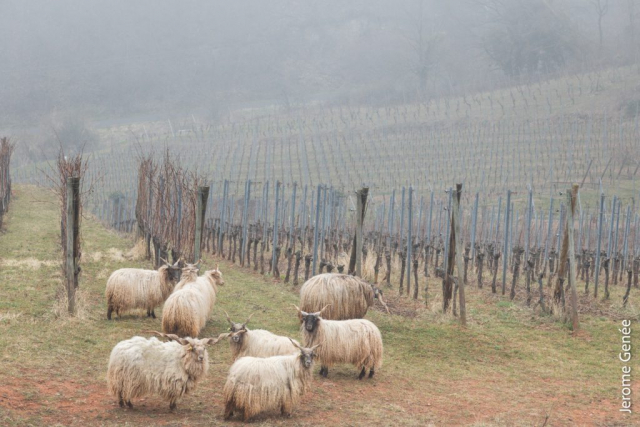 selection livre alsace biodynamie