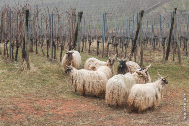 selection livre alsace biodynamie