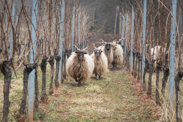 selection livre alsace biodynamie