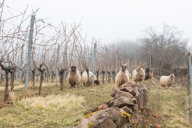 selection livre alsace biodynamie