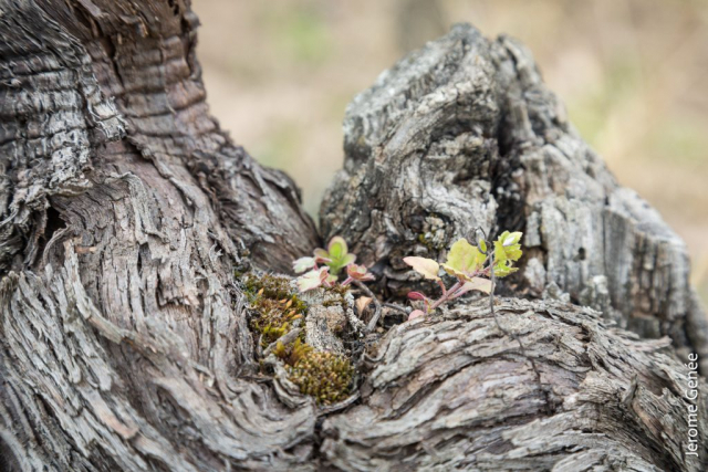 selection livre alsace biodynamie