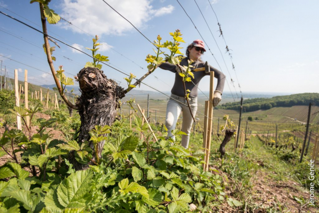 selection livre alsace biodynamie