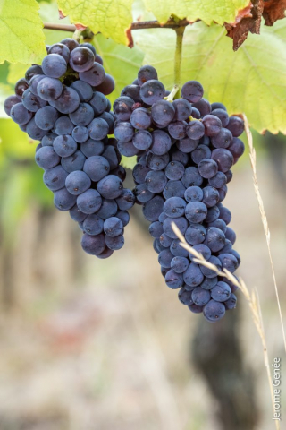 selection livre alsace biodynamie