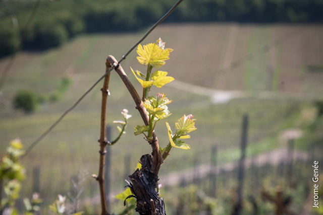 selection livre alsace biodynamie