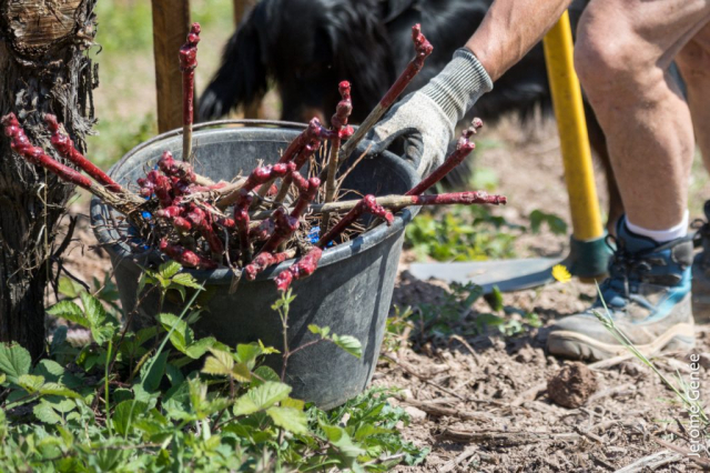 selection livre alsace biodynamie