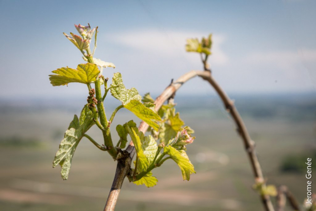 selection livre alsace biodynamie