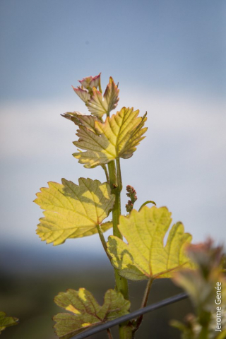 selection livre alsace biodynamie