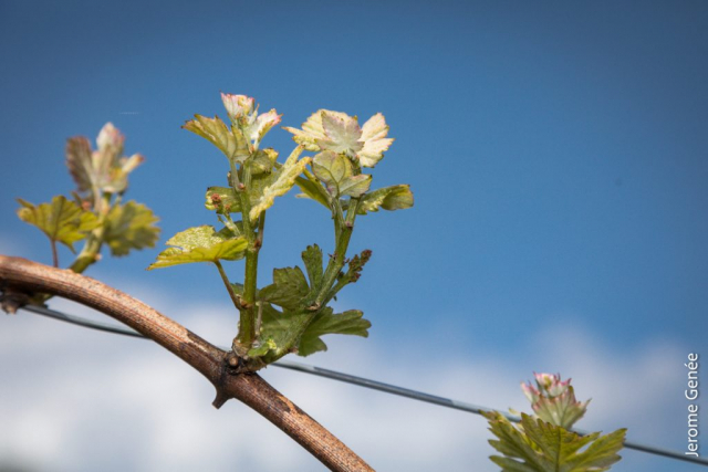 selection livre alsace biodynamie