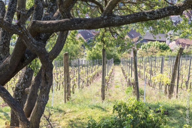 selection livre alsace biodynamie