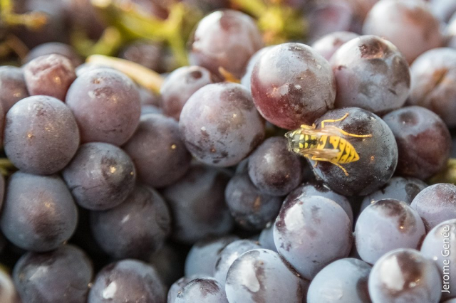 selection livre alsace biodynamie