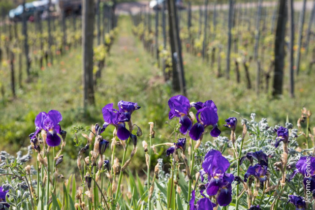 selection livre alsace biodynamie