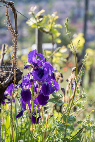 selection livre alsace biodynamie