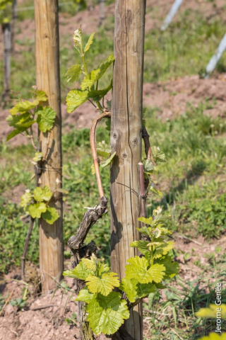 selection livre alsace biodynamie