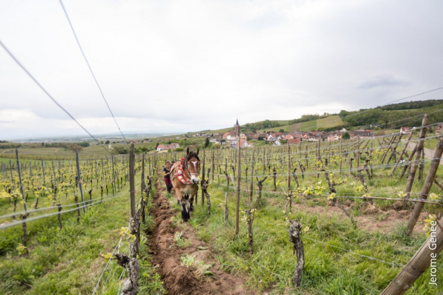 selection livre alsace biodynamie