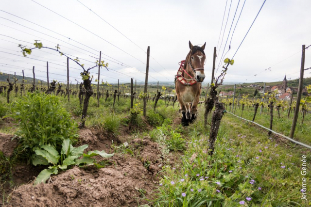 selection livre alsace biodynamie