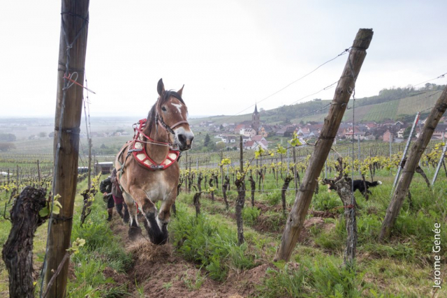 selection livre alsace biodynamie