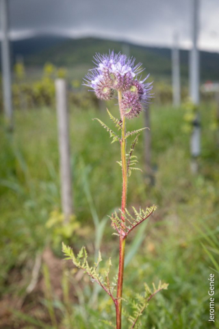 selection livre alsace biodynamie