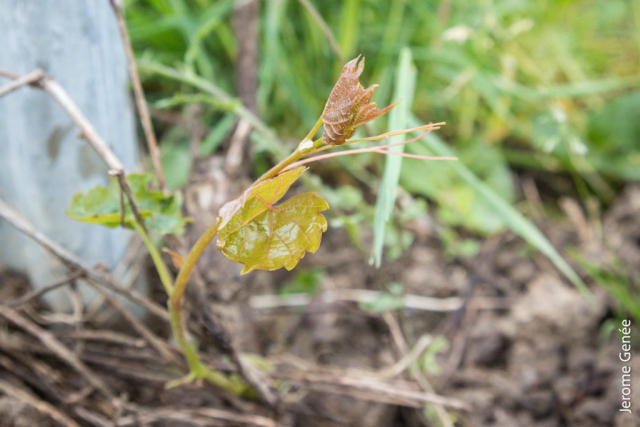 selection livre alsace biodynamie