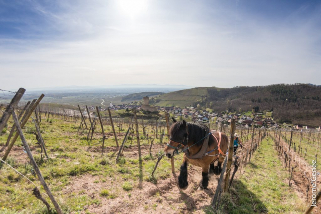 selection livre alsace biodynamie