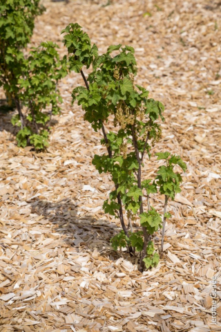 selection livre alsace biodynamie