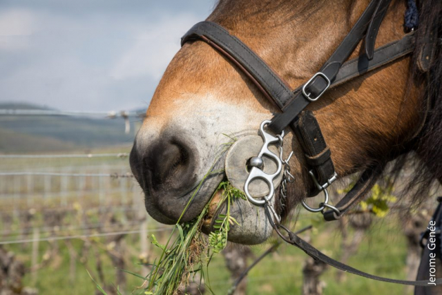 selection livre alsace biodynamie